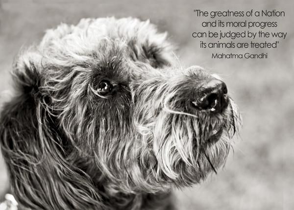 Photo of dog with quote