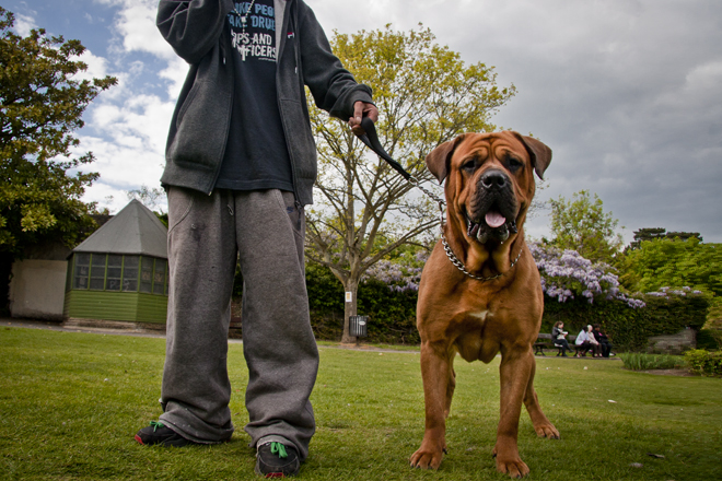 Security dog