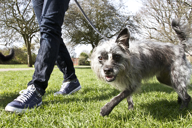 exercising with dog