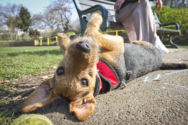 Here's Aggie with playful Charlie at St Anne's Well Gardens, Hove