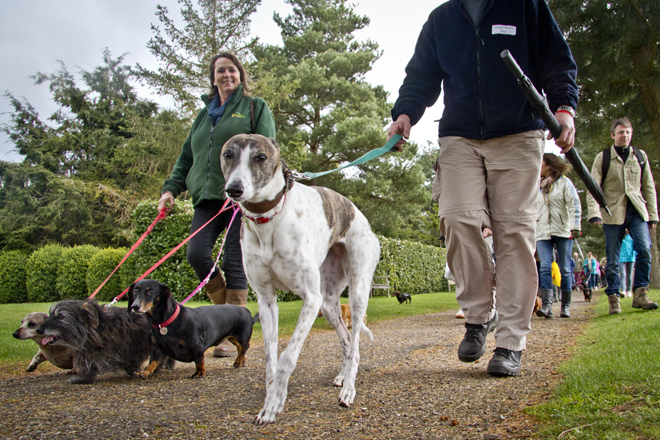 The Giant Dachshund walk at Painshill Park Surrey, where many socialised, even whippets.