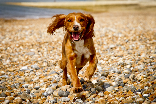 Dog running on Brighton seafront