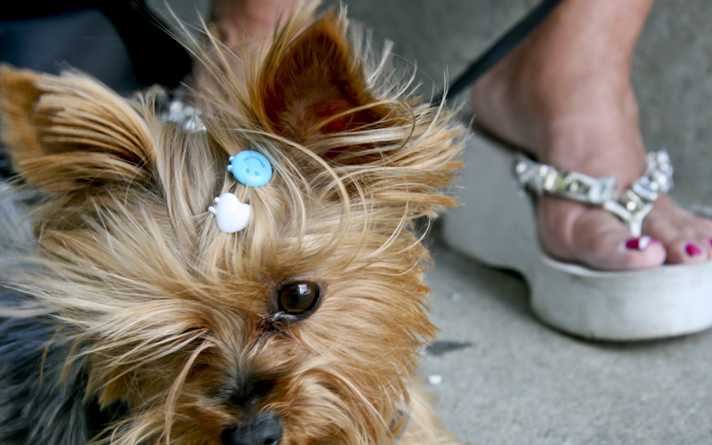 exhibition-sophie-sheinwald-canine-photography