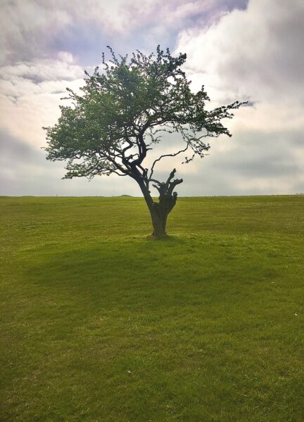 isolated tree in a field in Sussex